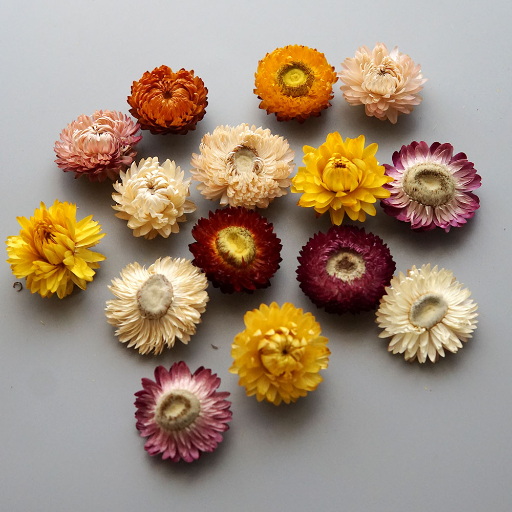 Natural Dried Colorful Chrysan - đánh giá và giá Candle Making Supplies Online