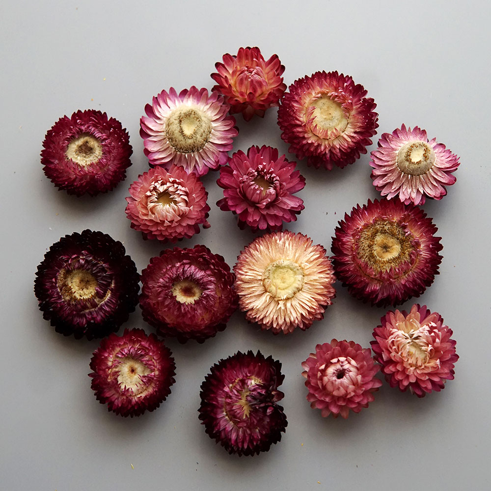 Natural Dried Colorful Chrysan - đánh giá và giá Candle Making Supplies Online