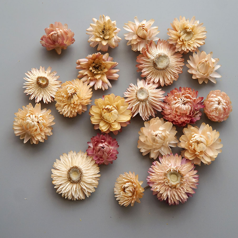 Natural Dried Colorful Chrysan - đánh giá và giá Candle Making Supplies Online